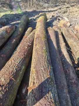 Guľatina DUB, Jaseň