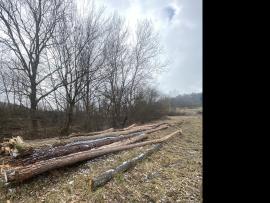 Predám borovicovu guľatinu